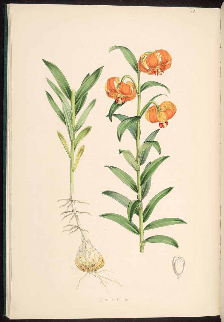 a drawing of orange flowers and green leaves