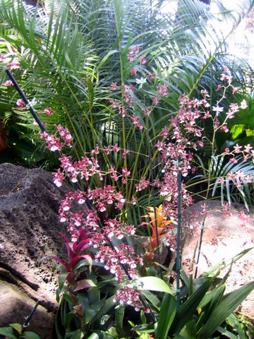 an exotic flower garden with a variety of tropical plants