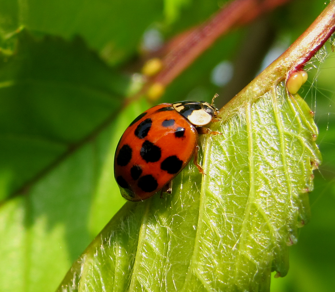 a lady bug is sitting on a leaf