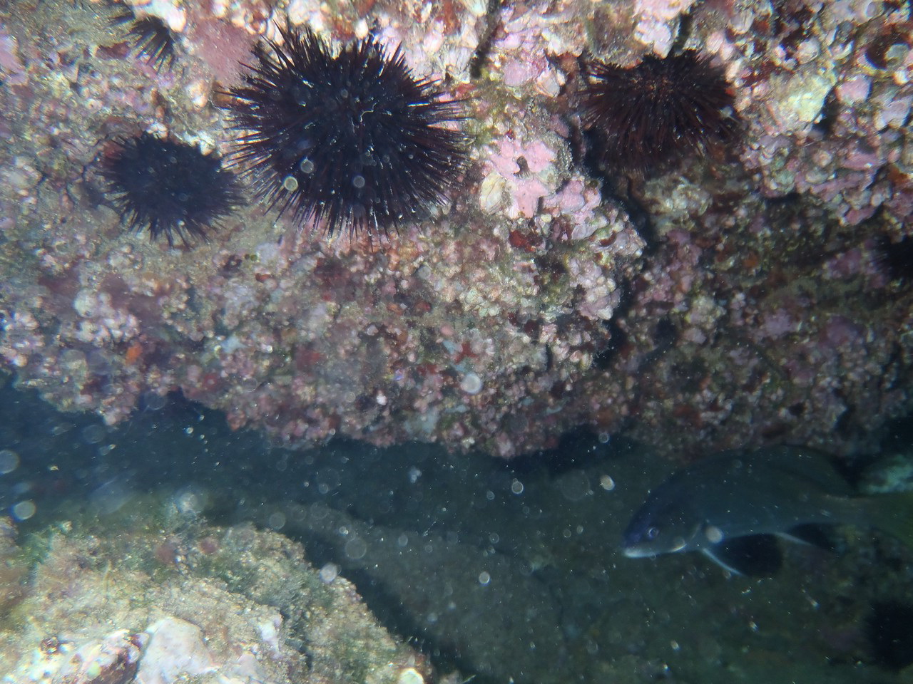 a sea urchin swimming among the reefs