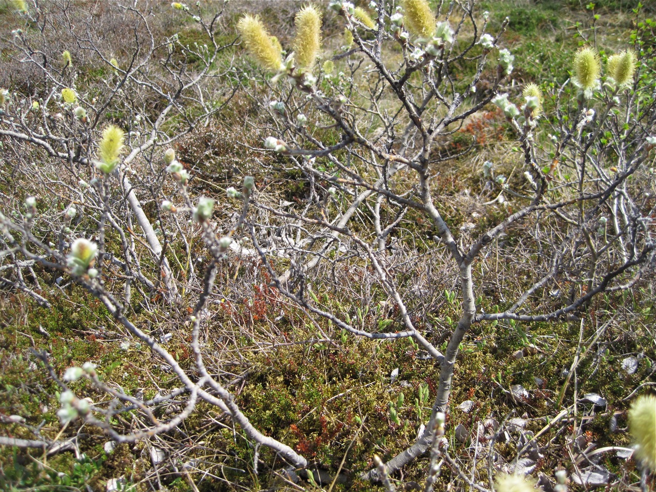 many small trees with small flowers on them