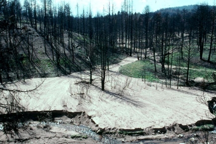 a dirt and dirt road surrounded by burnt trees