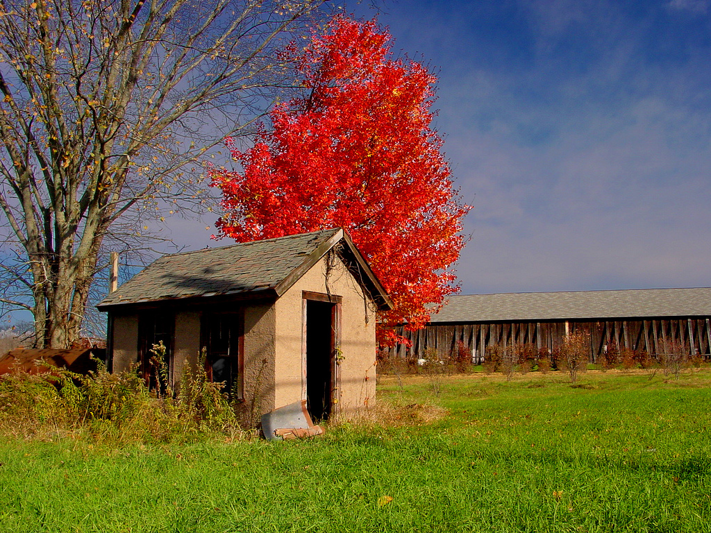 an outhouse stands next to a tree with orange leaves