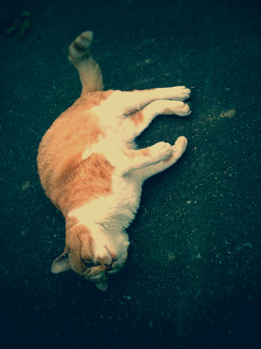 a cat is taking a nap on the ground