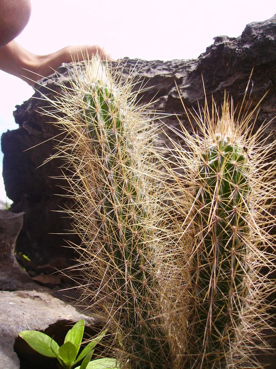 a plant that is growing near a rock