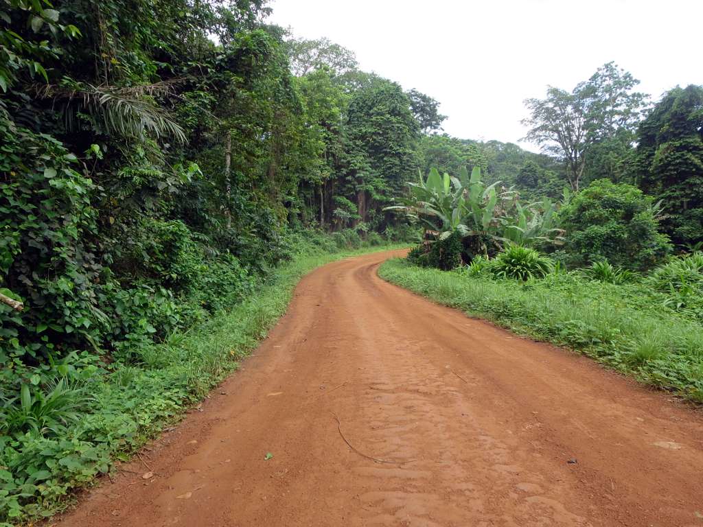 a dirt road is surrounded by lush green trees