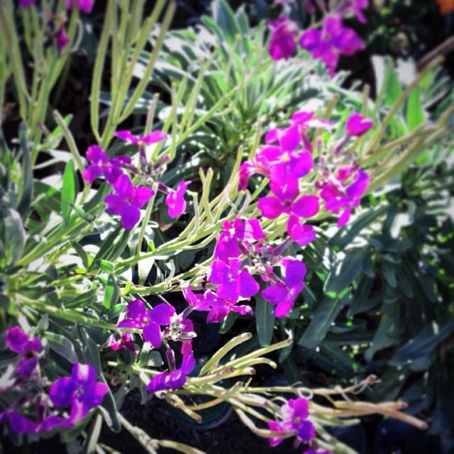purple flowers are in the garden in bloom