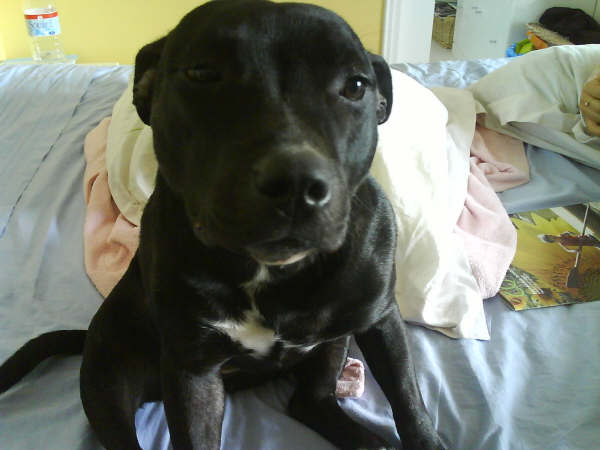 a black dog laying on top of a bed