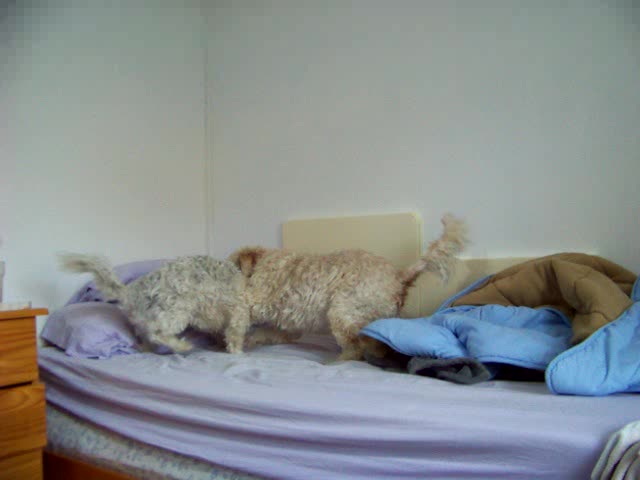 a white dog standing on top of a bed next to a wooden dresser