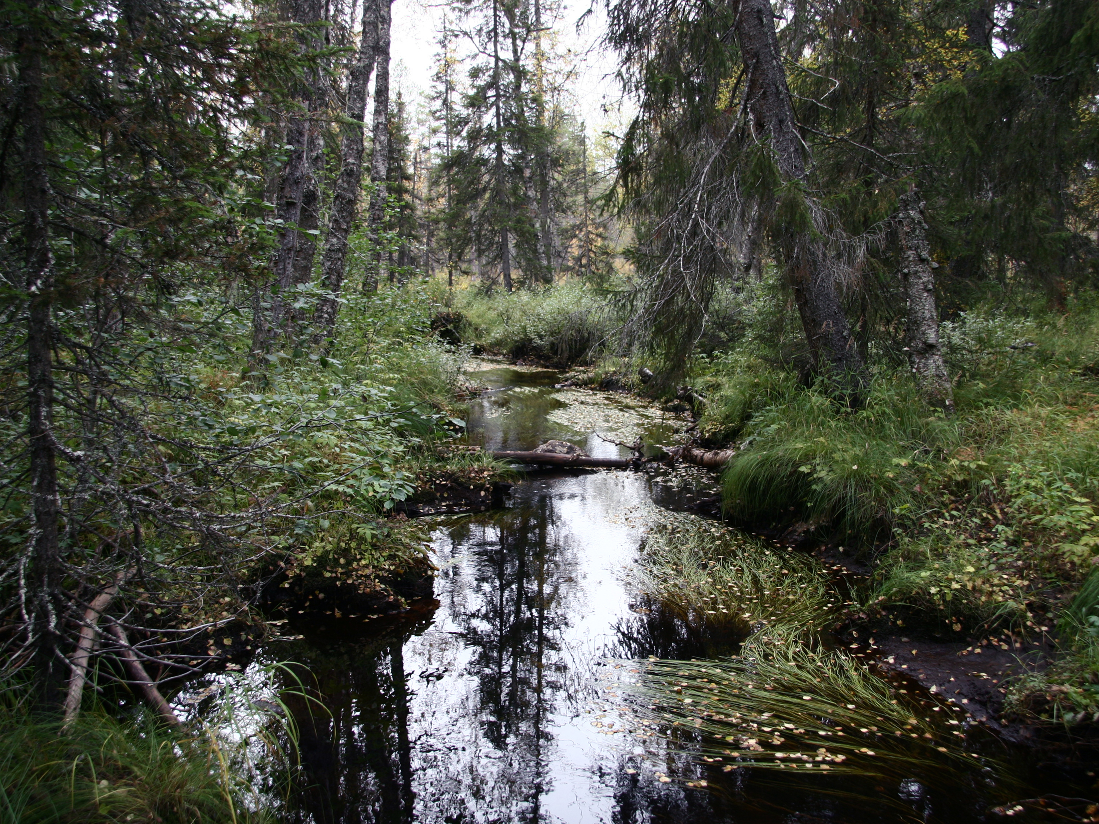 a river flowing in a forest surrounded by trees