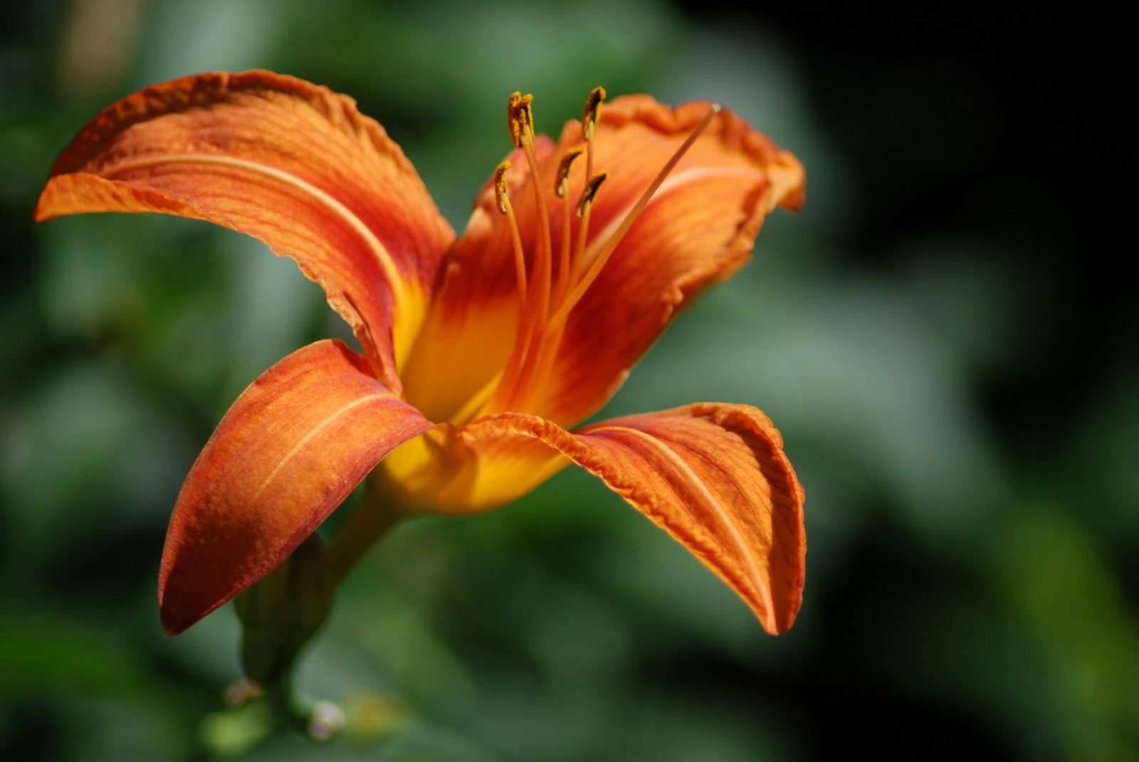 a big orange flower with the green background