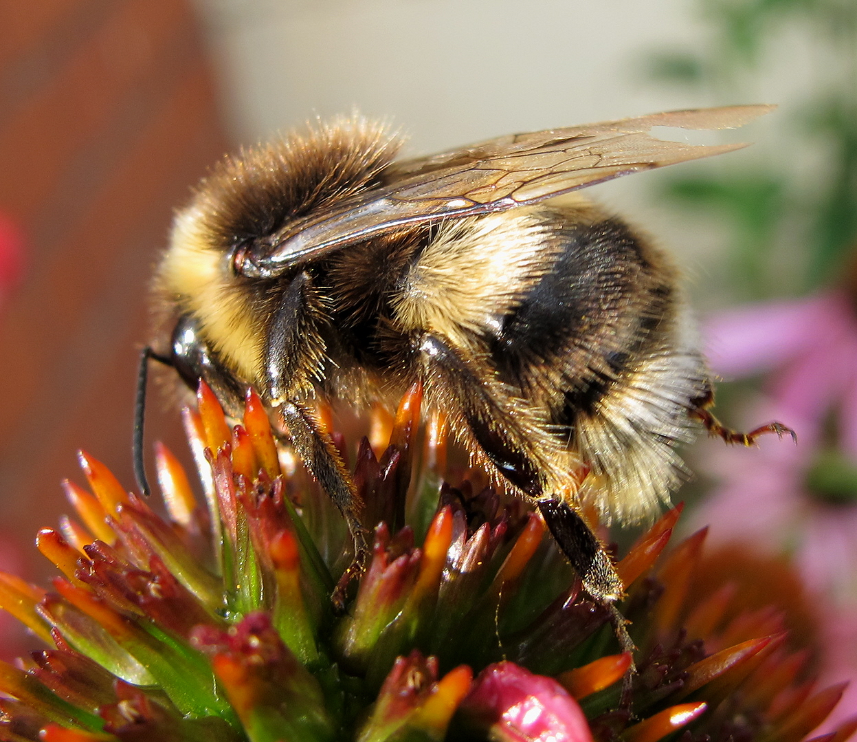 a bee is seen on a flower with another insect nearby