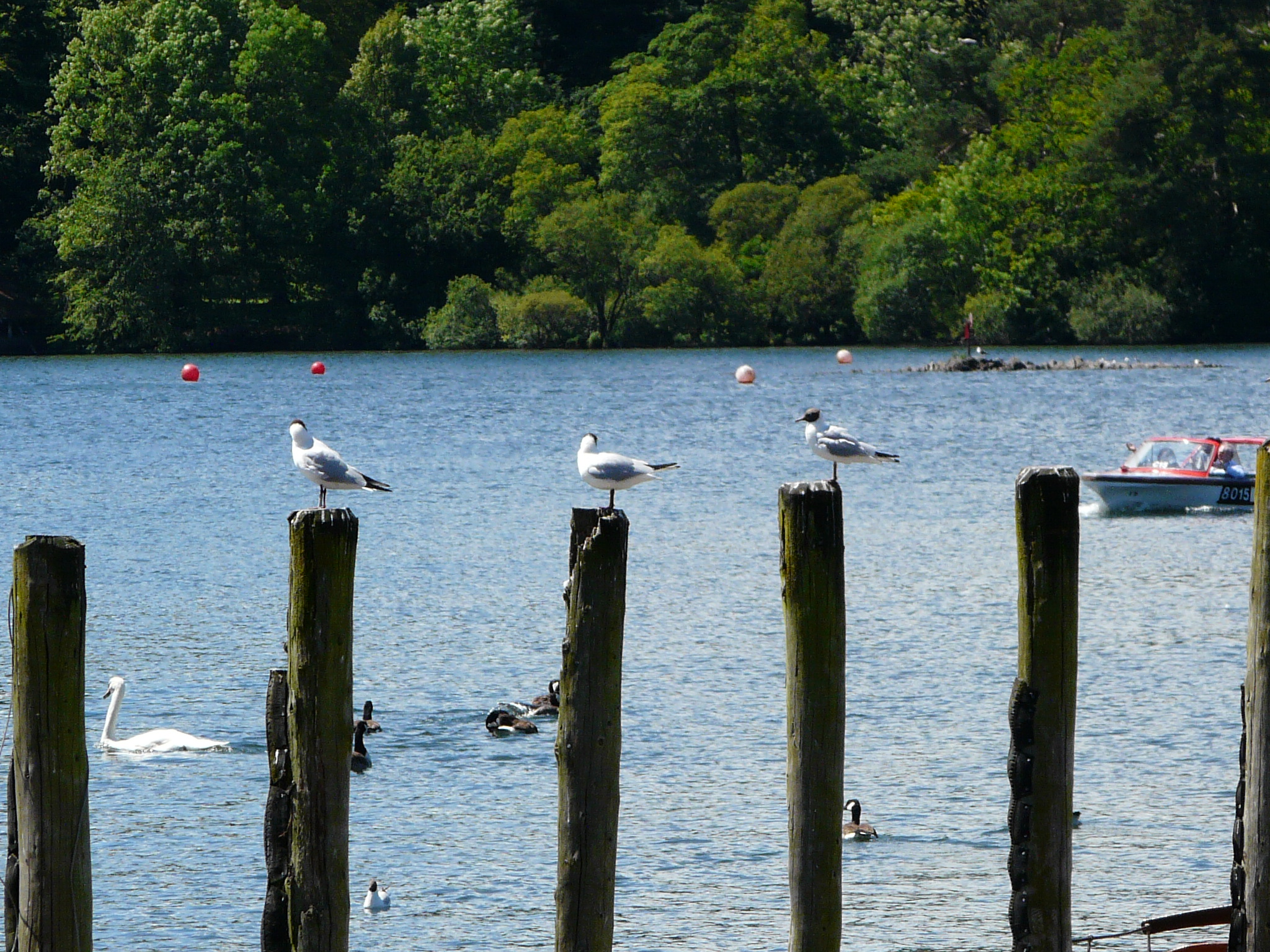 the seagulls are sitting on old posts in the water