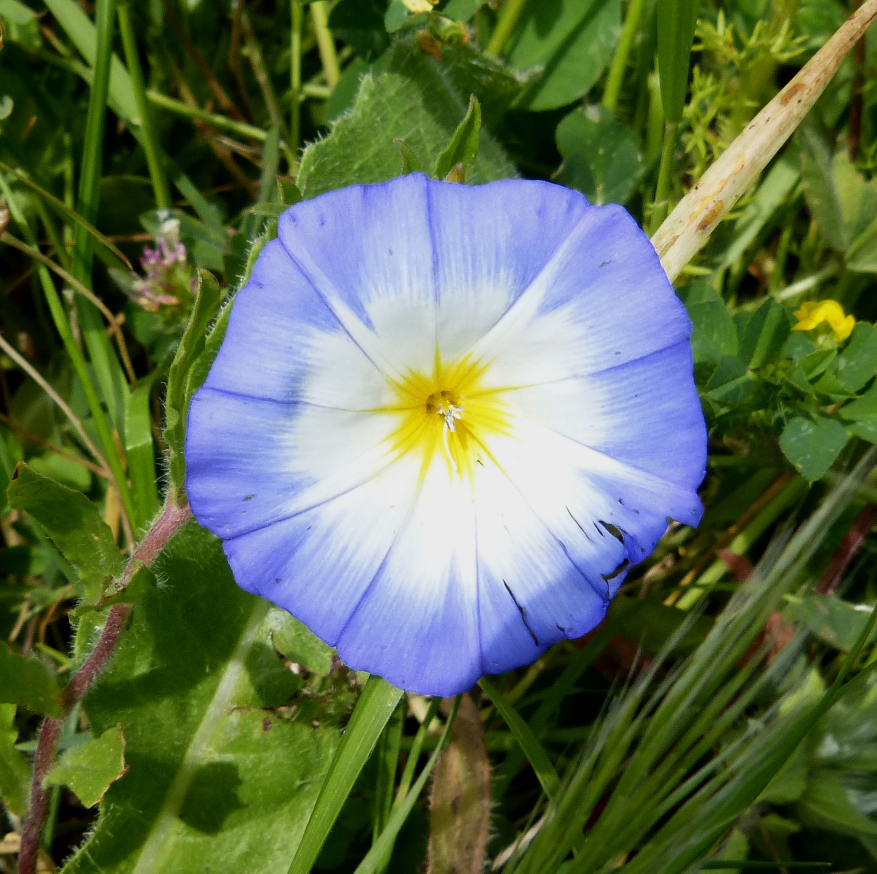 a blue flower with white and yellow center sitting on the ground