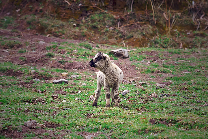 a small sheep is standing in the grass near rocks