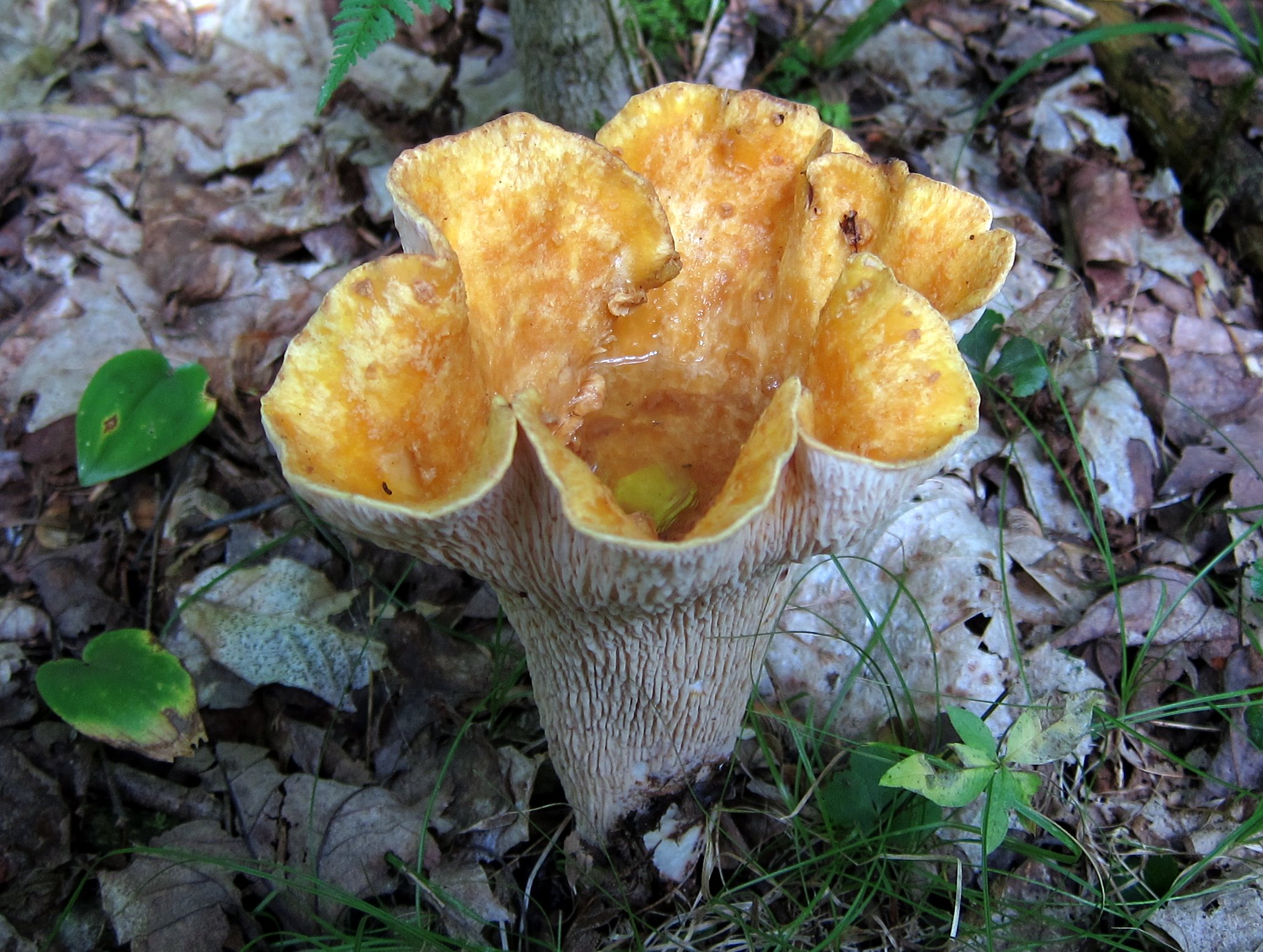 a yellow fungus sits among some leaves