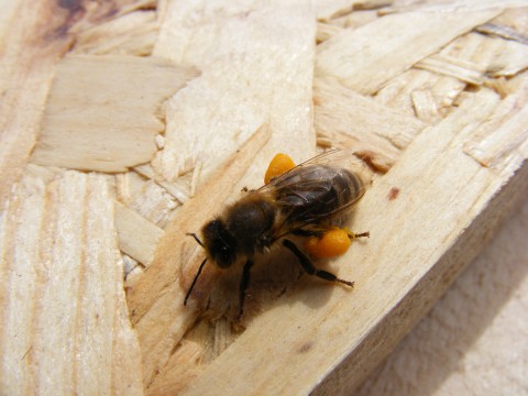 a bee is eating soing off a piece of wood