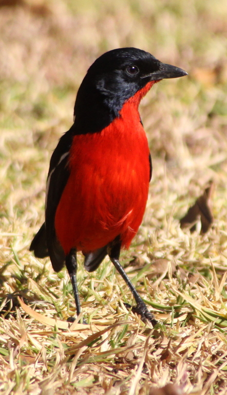 a red and black bird on the ground