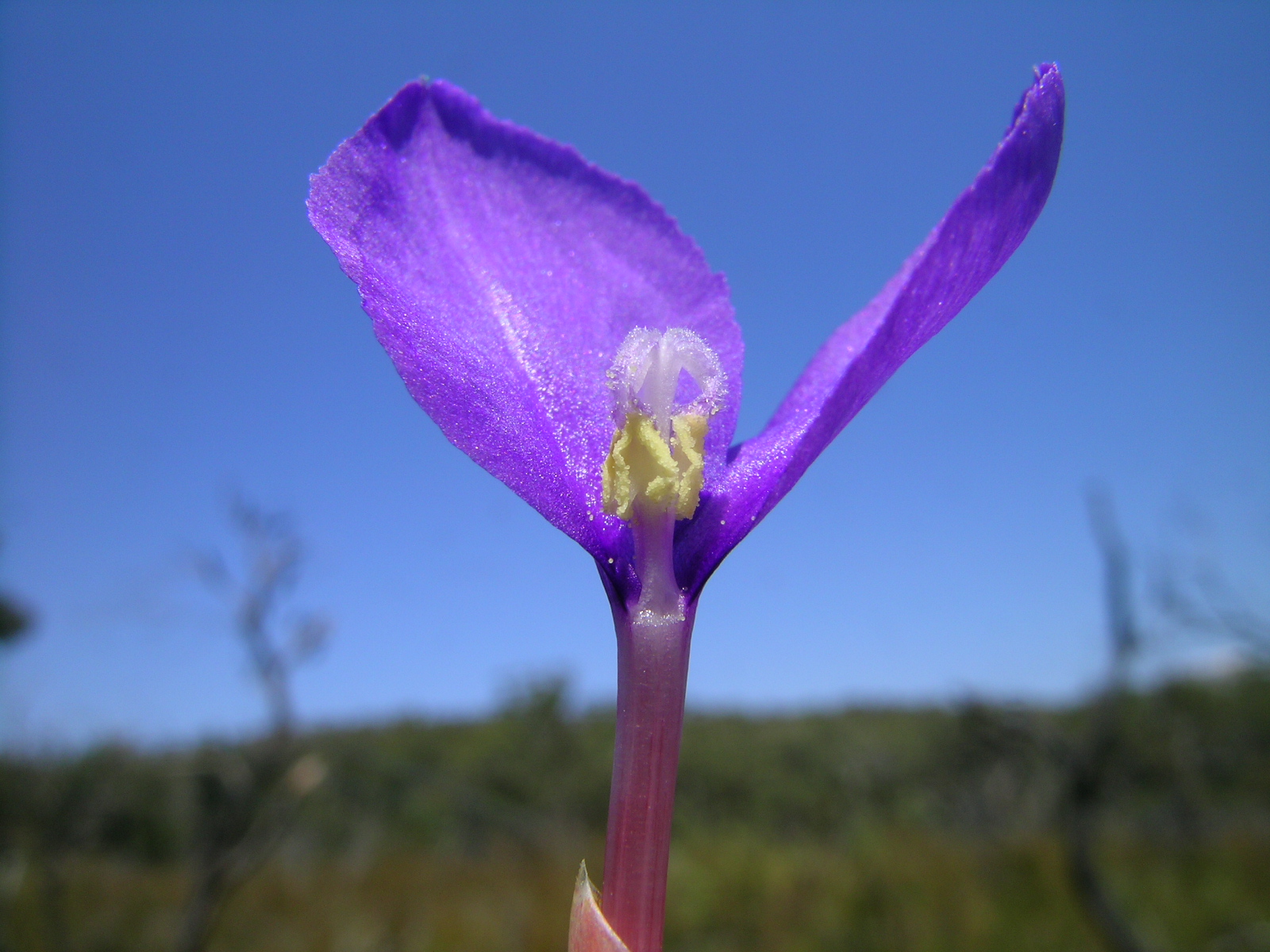 a close up s of the flower on a stem