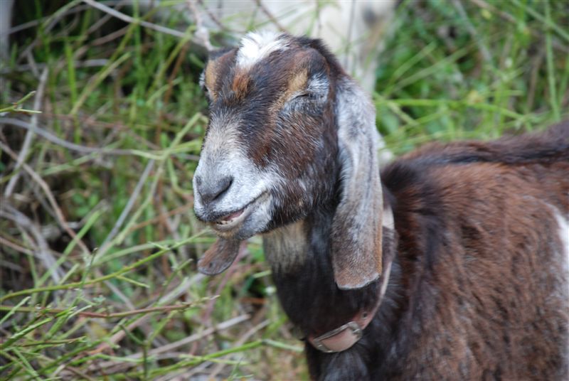 a brown and white goat eating nches in the woods