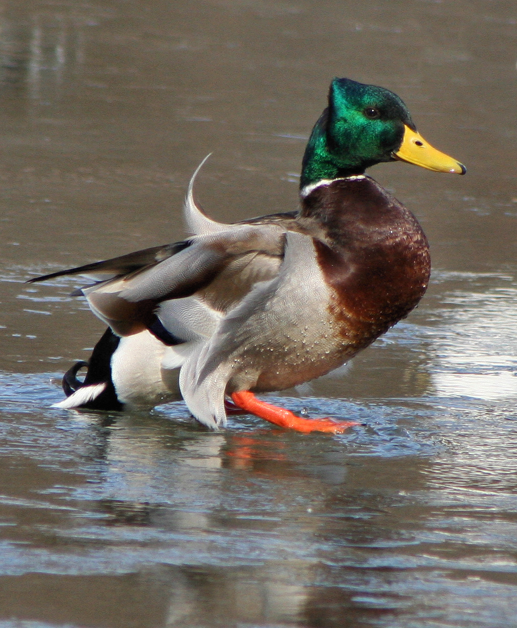 the duck is standing on water while looking forward