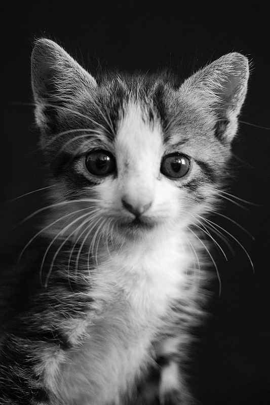 a small kitten looks at the camera with an unhappy look on it's face
