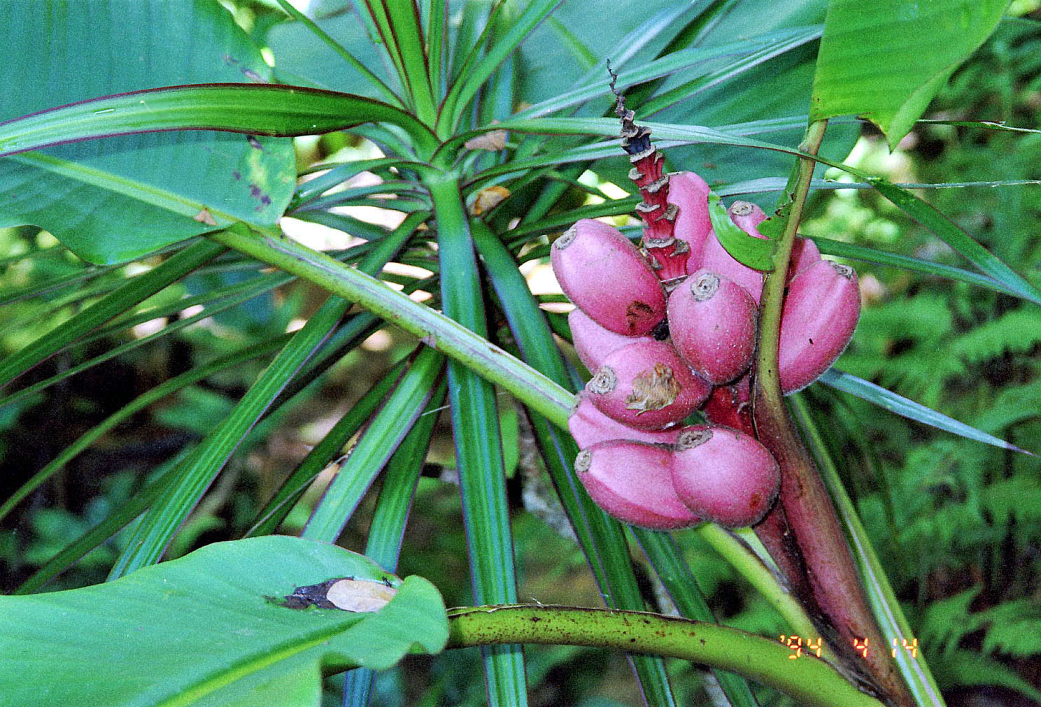 a bunch of small pink flowers on the back of green leaves