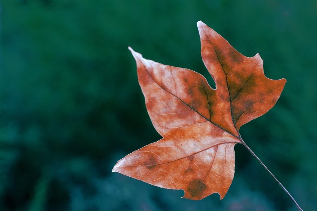 a single leaf is shown against a blurry background