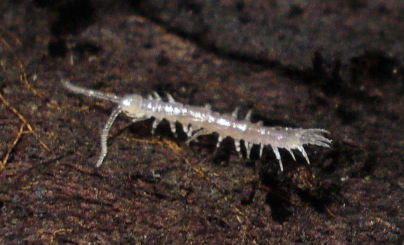 a small white bug on a dark ground