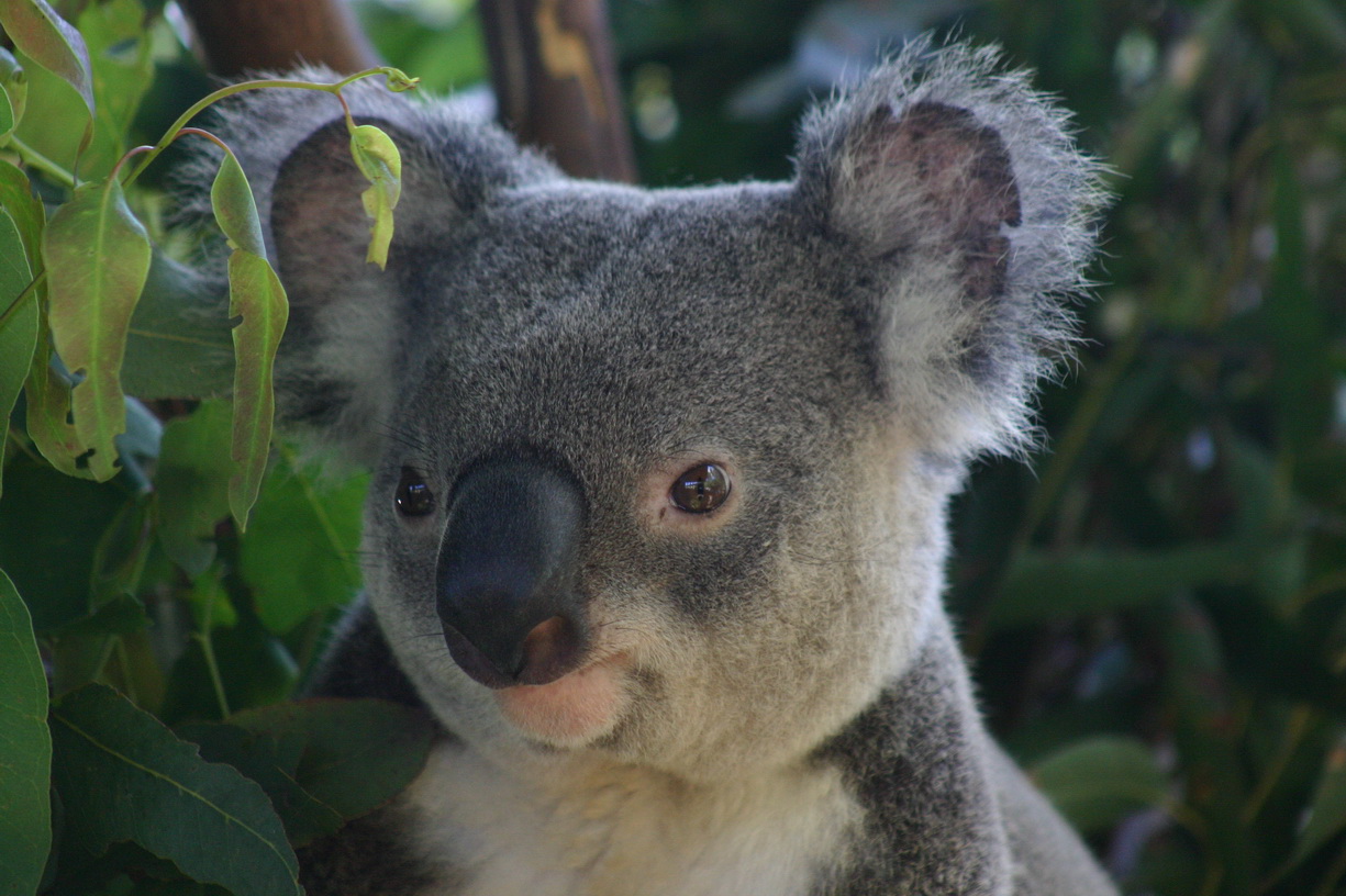 a very close - up view of the head and eyes of a koala in front of some leaves