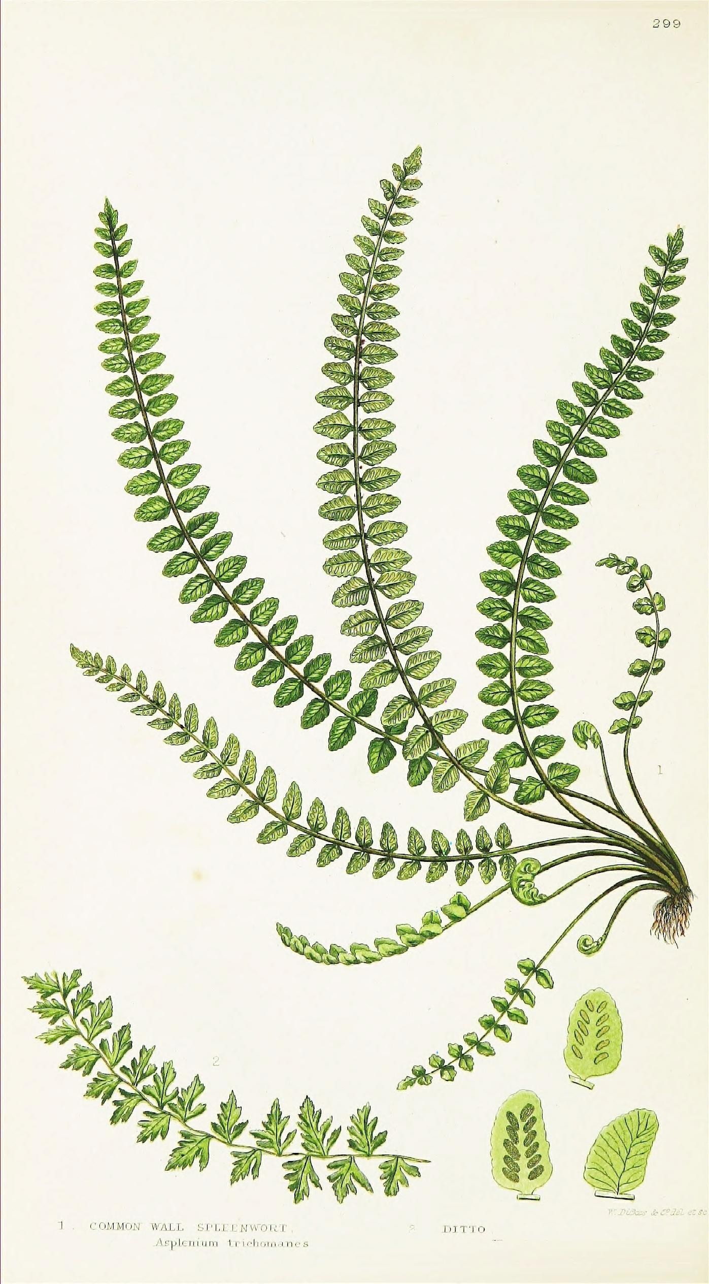 a drawing shows a group of leafy plants
