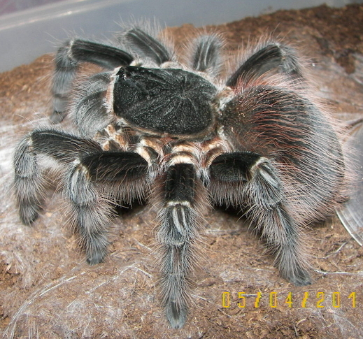 a large, black and yellow spider in dirt