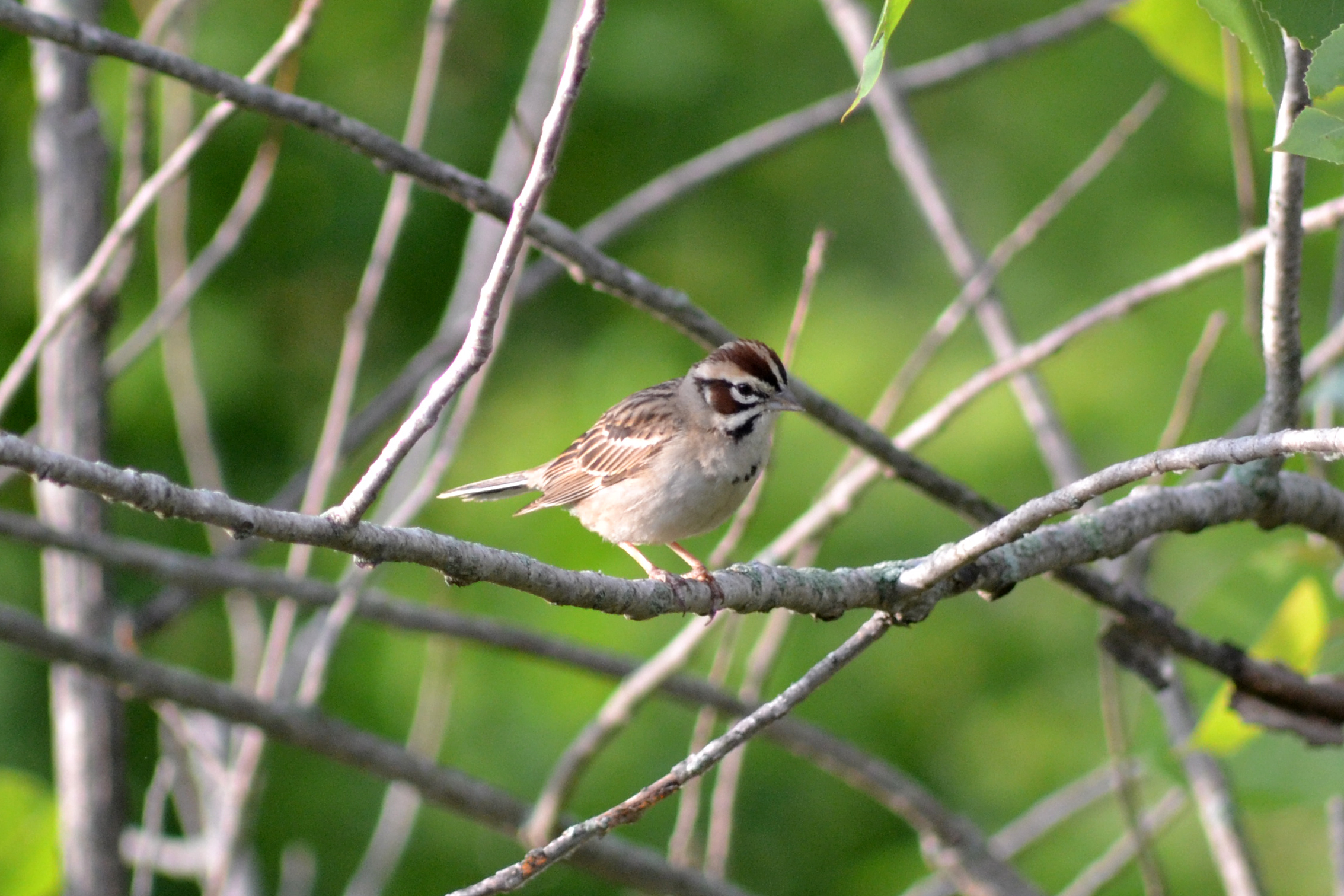 a small bird perched on top of a nch