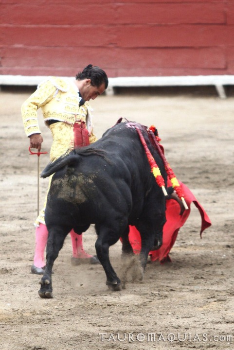 a bull is in the middle of a performance