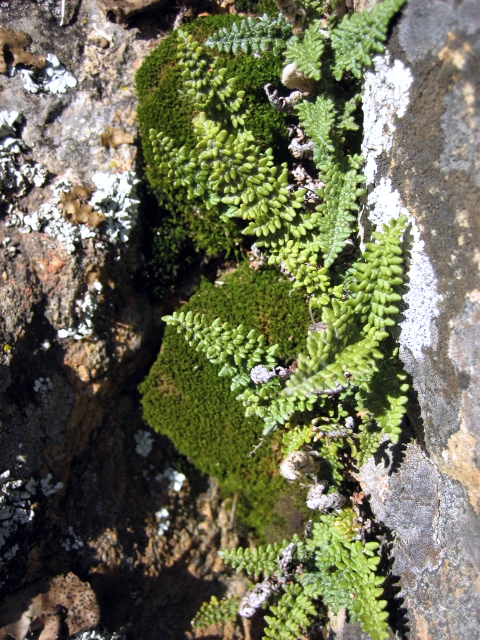 small green plants growing out of a rocky wall