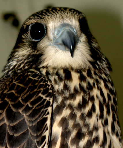 closeup of a brown and black bird with blue beak
