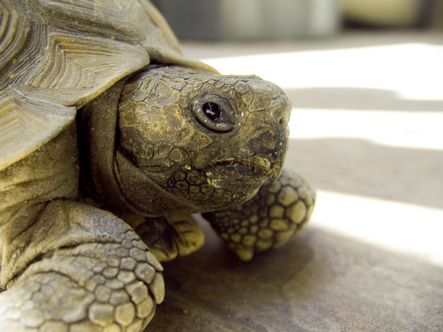 a close up image of the side of a turtle