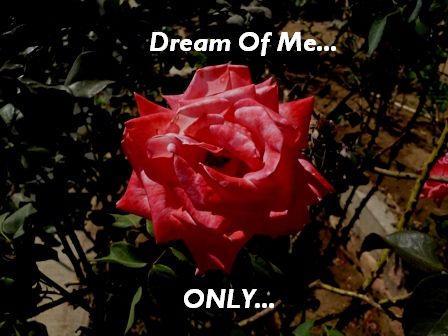 a pink rose in front of a garden and the words dream of me on it