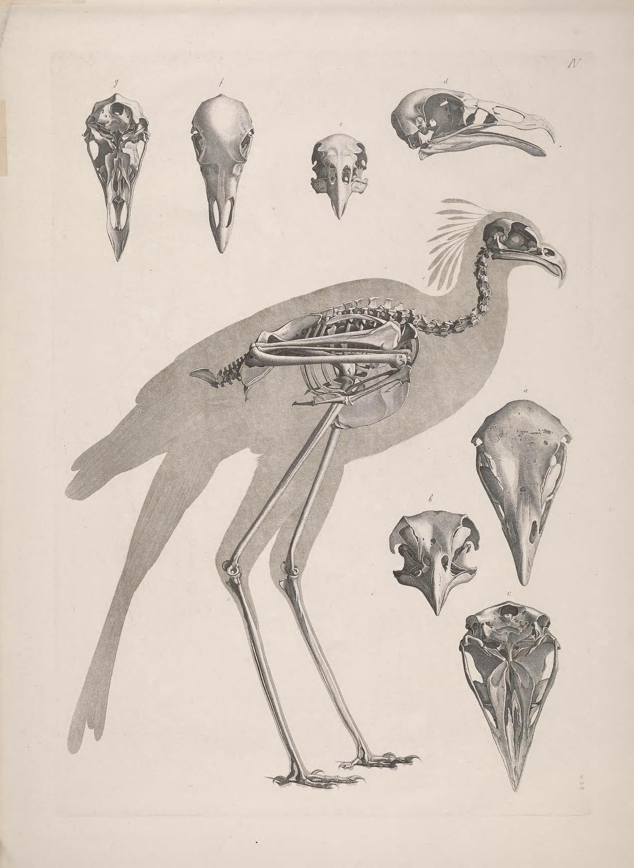 an illustration of a bird with long beaks and other animals