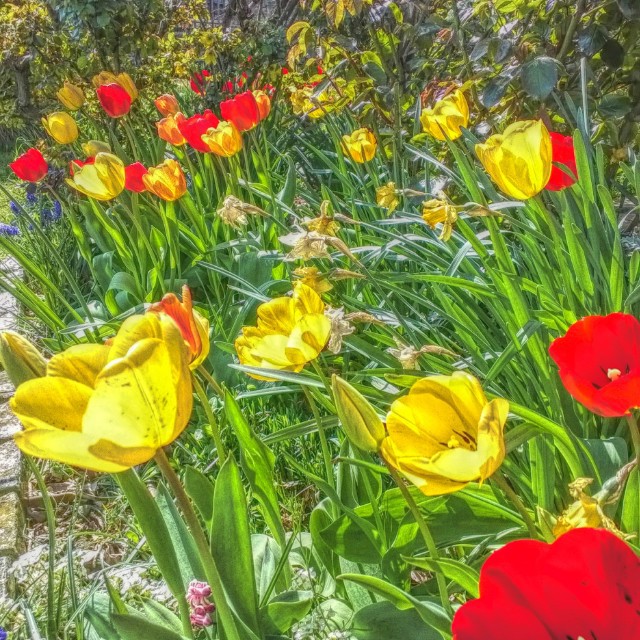 a colorful garden full of tulips and other flowers