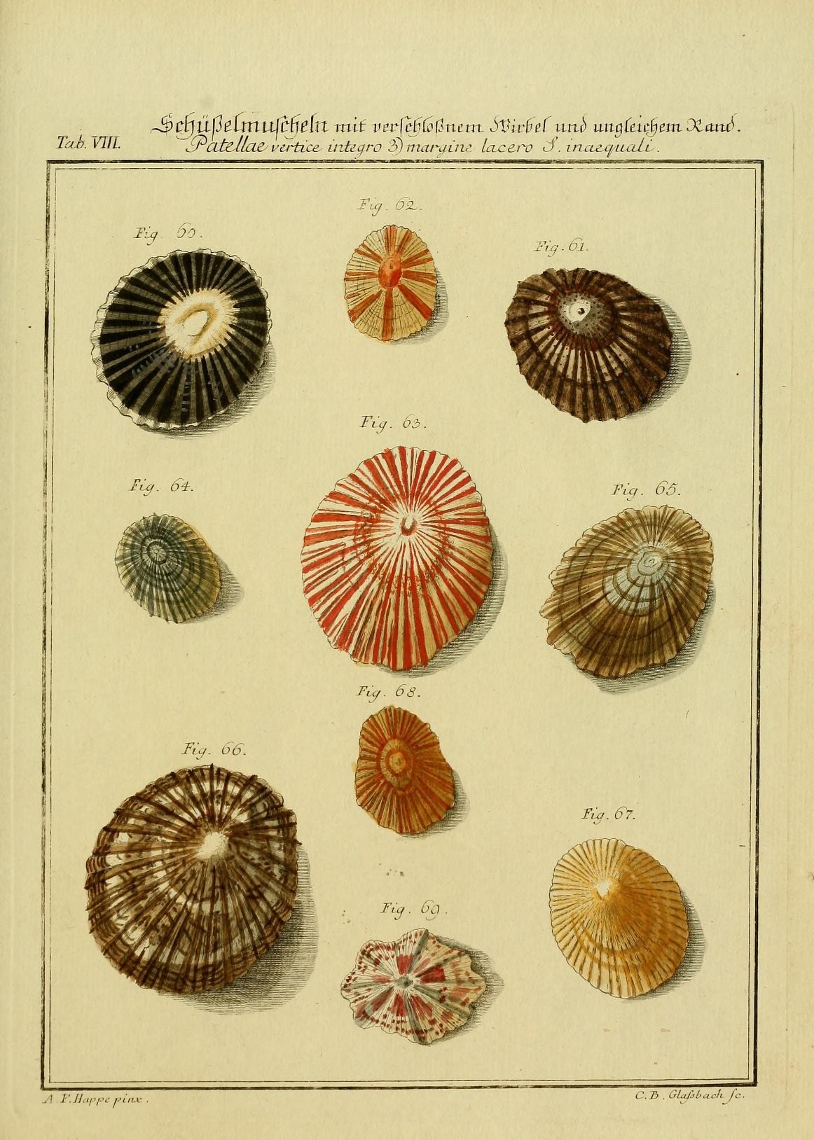 a group of shells and other marine animal species