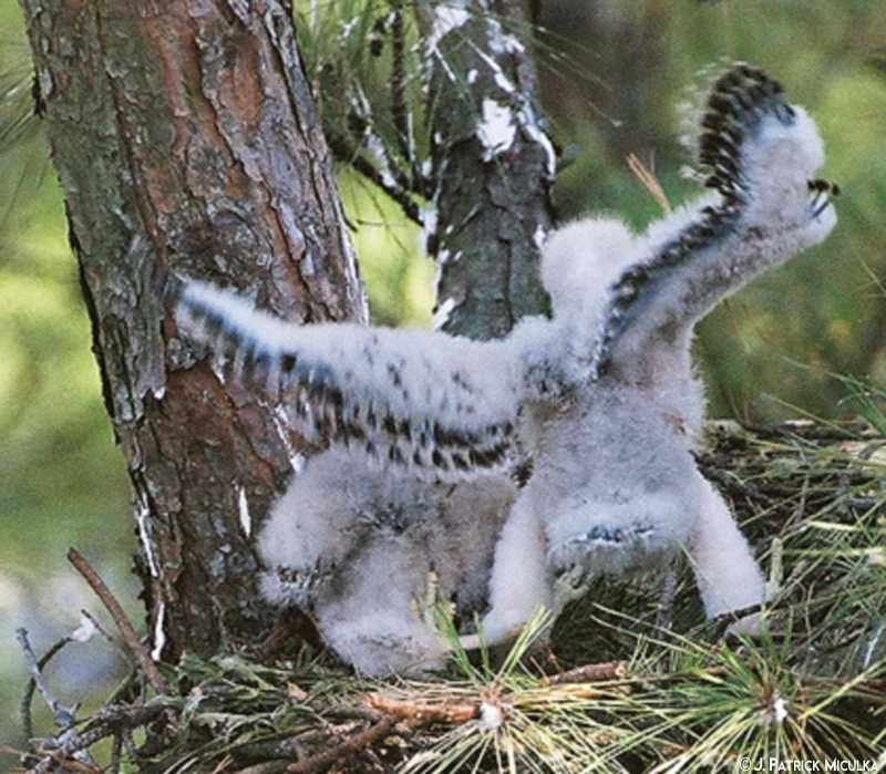 two baby birds play on top of a tree in the woods