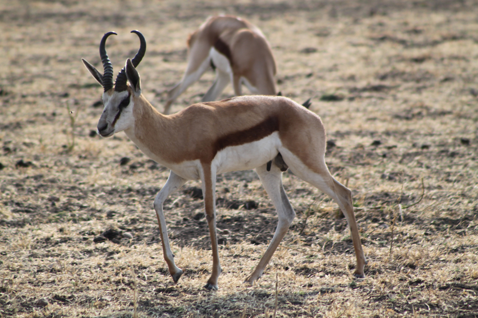 two gazelle walking in an open field together