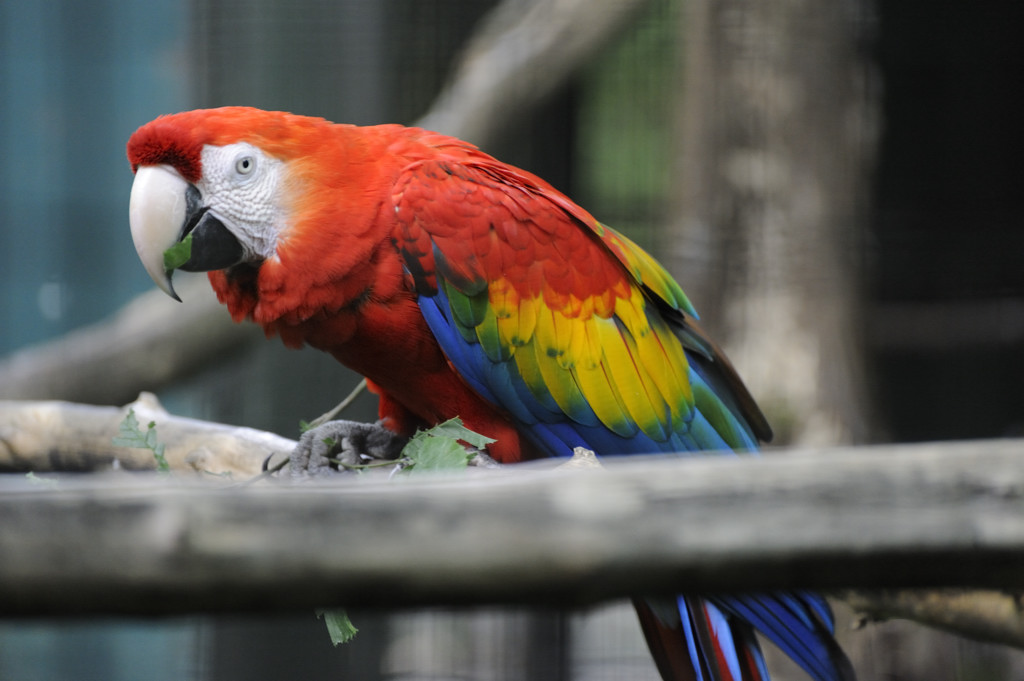 a colorful bird perched on top of a tree nch