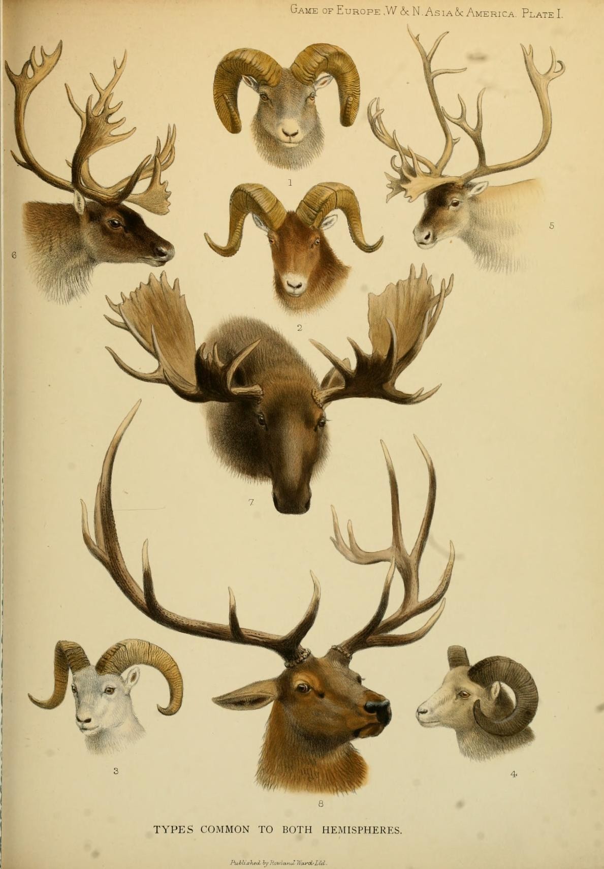 various species of deer and rams head engraving