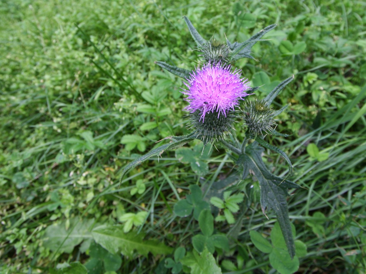 small purple flower blooming in grassy area