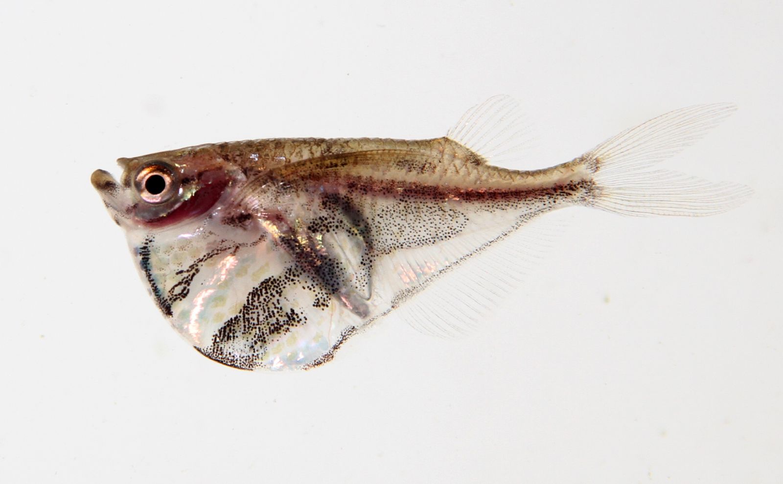 small fish with silver body standing near white wall