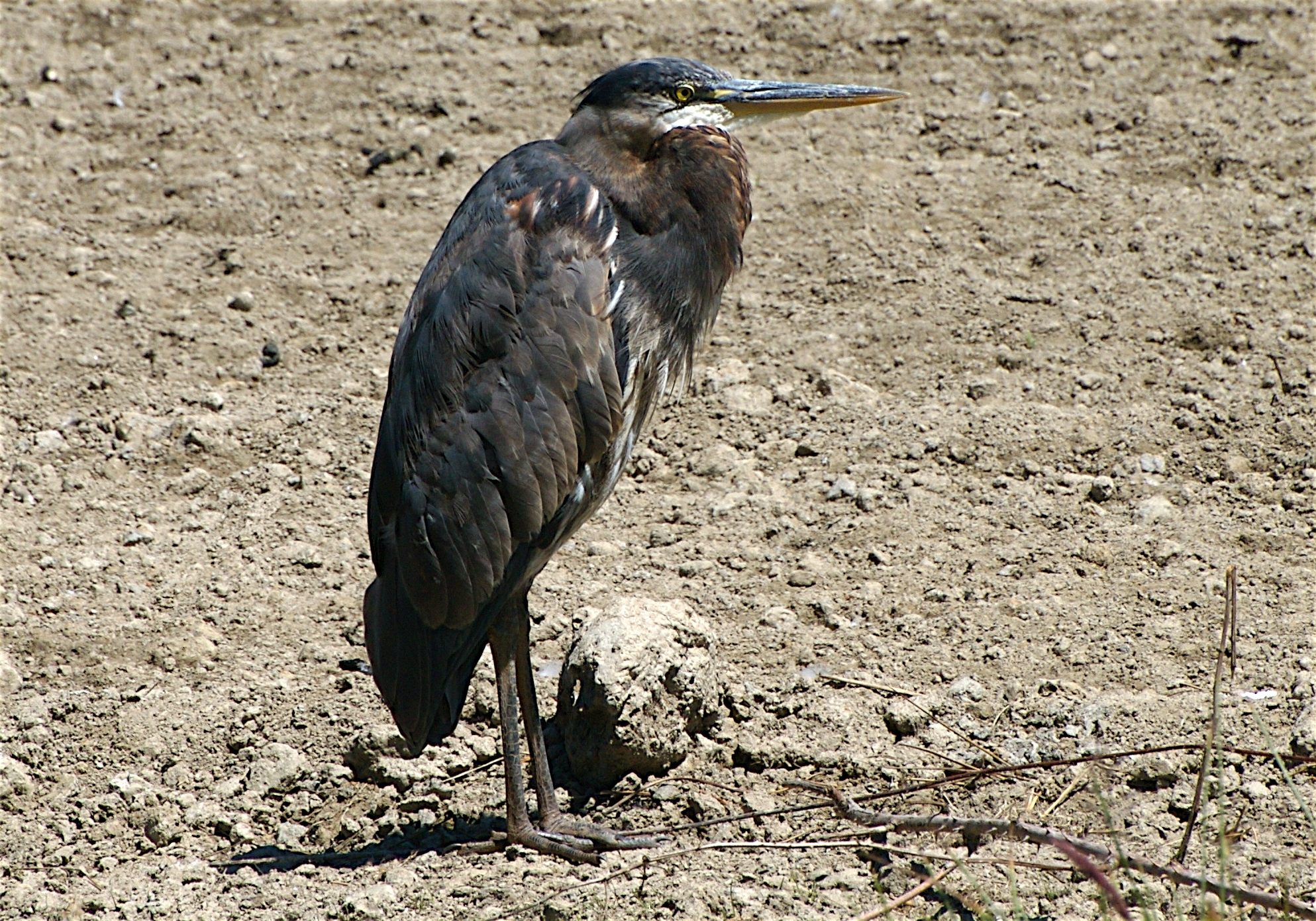 the large bird is standing in the muddy field