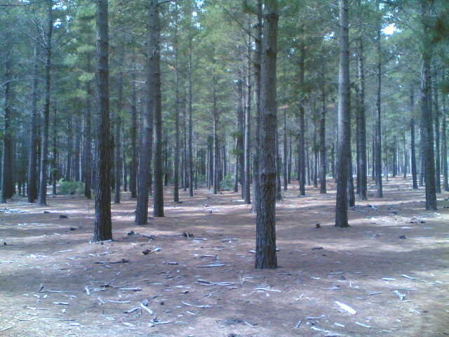 a dirt lot surrounded by many trees in the middle of the woods