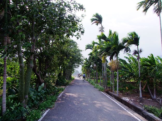 a narrow paved road near some tropical trees